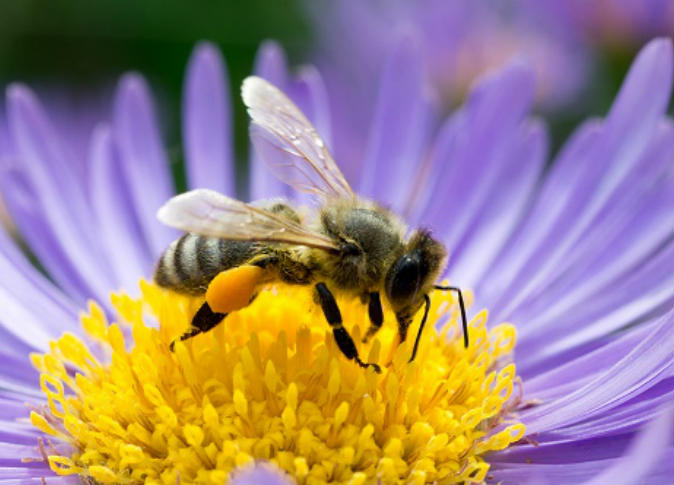 Der Internationale Verband zum Schutz der Natur: 100 Arten von Wildbienen in Europa vom Aussterben bedroht