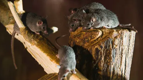 Mouse Gives Birth After Space Mission, Advancing Understanding of Reproductive Health in Space