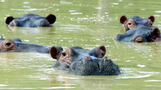 Four Men Die in Hippo Attack While Fishing at Lake Naivasha, Kenya