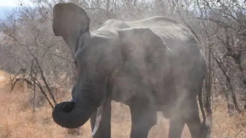 Fatal Elephant Attacks in Jharkhand, India Claim 17 Lives