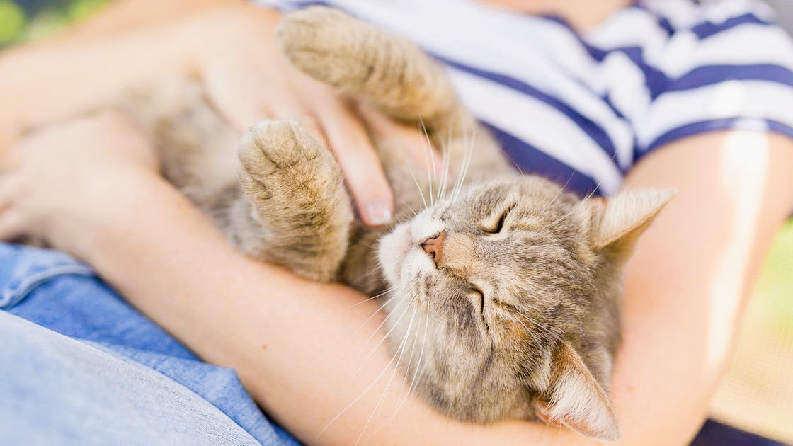Katzenparasit bedroht die geistige Gesundheit - Was sagen neue Studien?