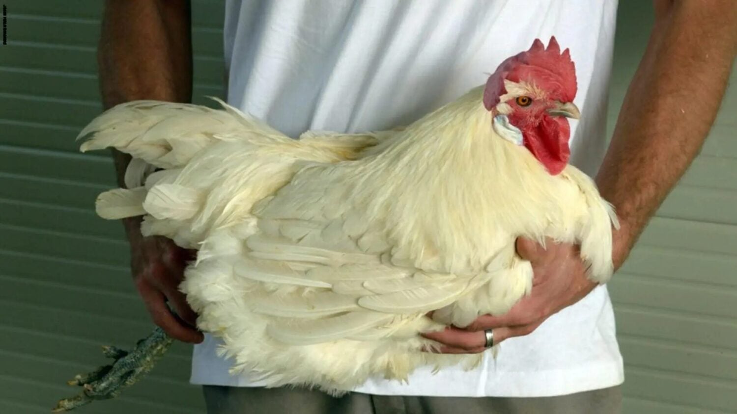 Concerns Grow Over Poultry Mortality in Syria Amid Official Denials