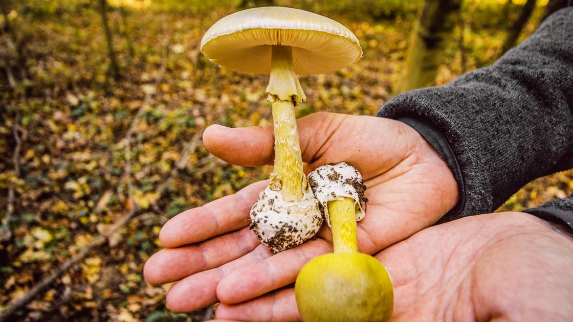 Crime du "Champignon de la mort" .. Une tragédie familiale secoue l'Australie