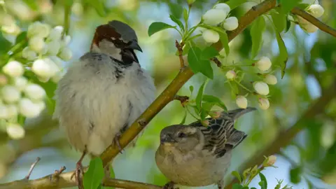 دراسة تحذيرية: الضوضاء تهدد الطيور وتقلّل فرص تكاثرها