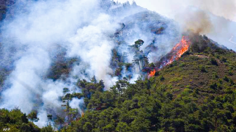Campaign "By Our Hands We Revive It": Syrian Initiative to Restore Life to Burned Forests