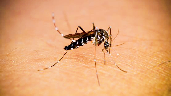 La propagación del virus Chikungunya en el sur de China revive el ambiente de COVID-19