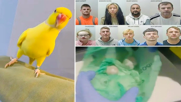 Le perroquet "Mango" révèle le réseau de drogue le plus dangereux en Grande-Bretagne