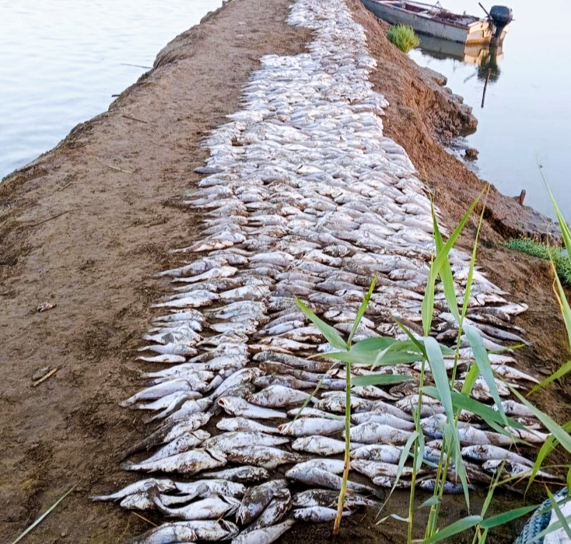 Massentod von Fischen im Manzala-See bedroht die Fischerei in Ägypten