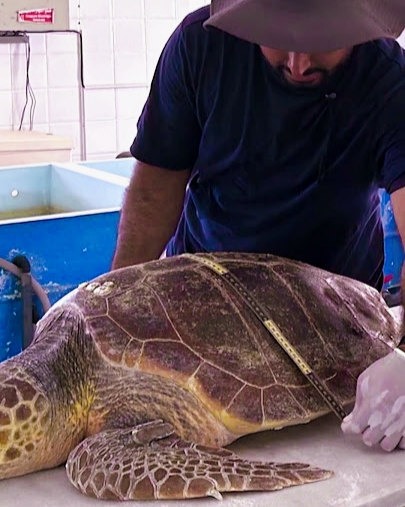 Die Schlachtung einer vom Aussterben bedrohten Schildkröte in Tunesien sorgt für Empörung und offizielle Maßnahmen