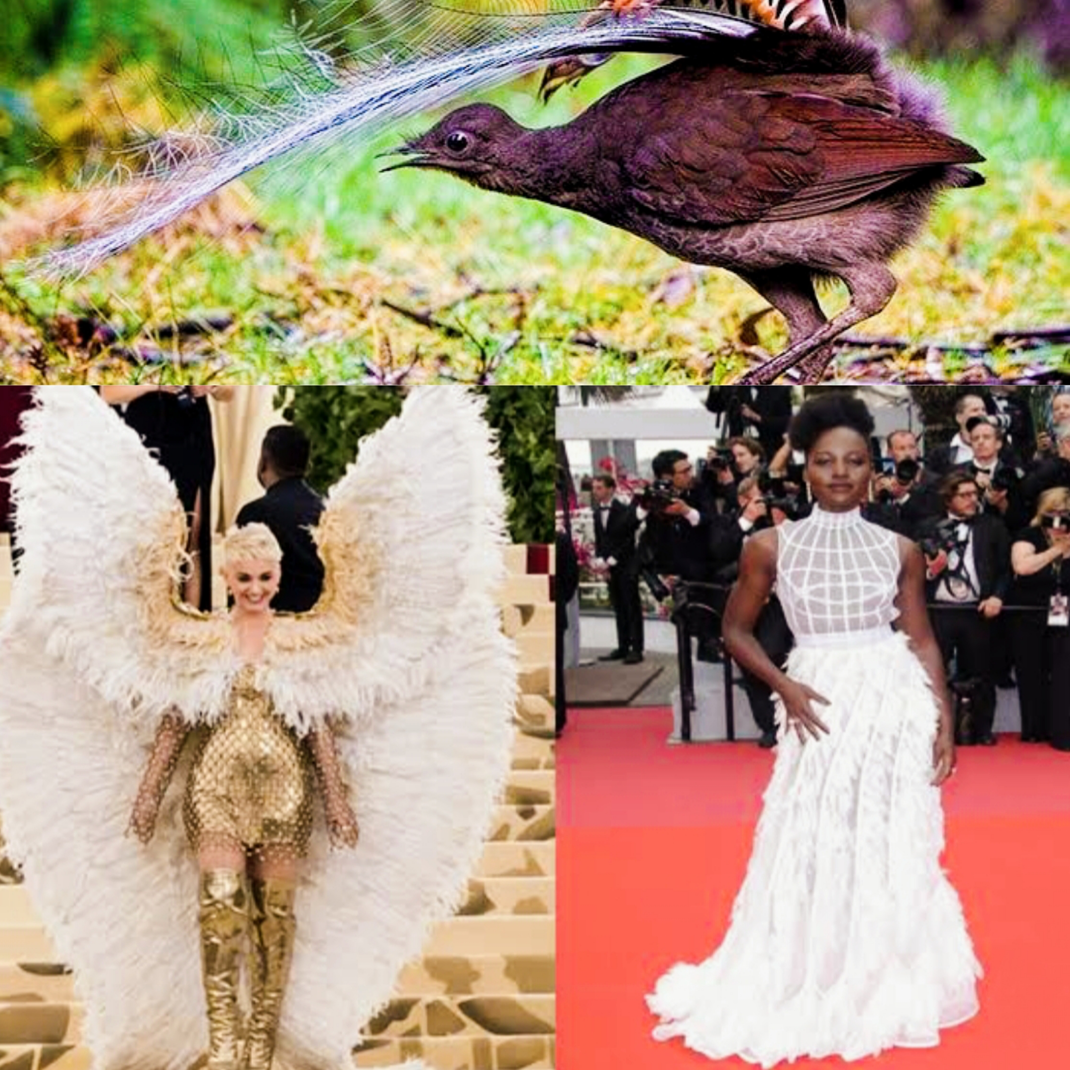 Is Fashion Giving Up Bird Feathers? A Battle Between Beauty and Compassion