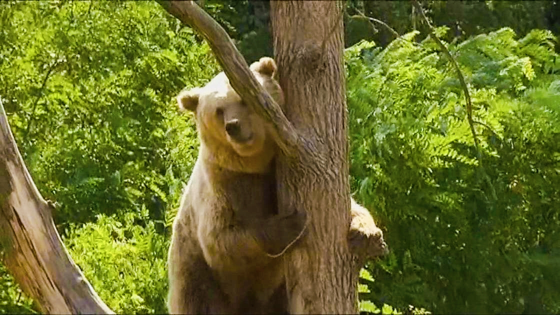 Japan Authorizes Police to Use Firearms Against Bears Amid Rising Attacks