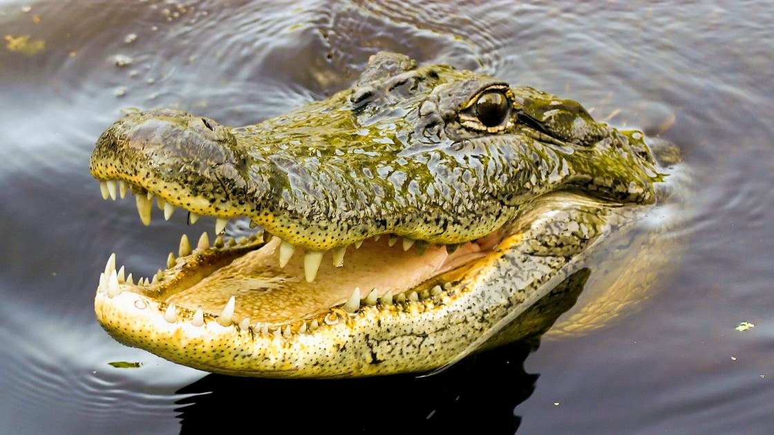 Egypt: Appearance of a Crocodile in a Water Drain in Sharqia Causes Panic Among Residents
