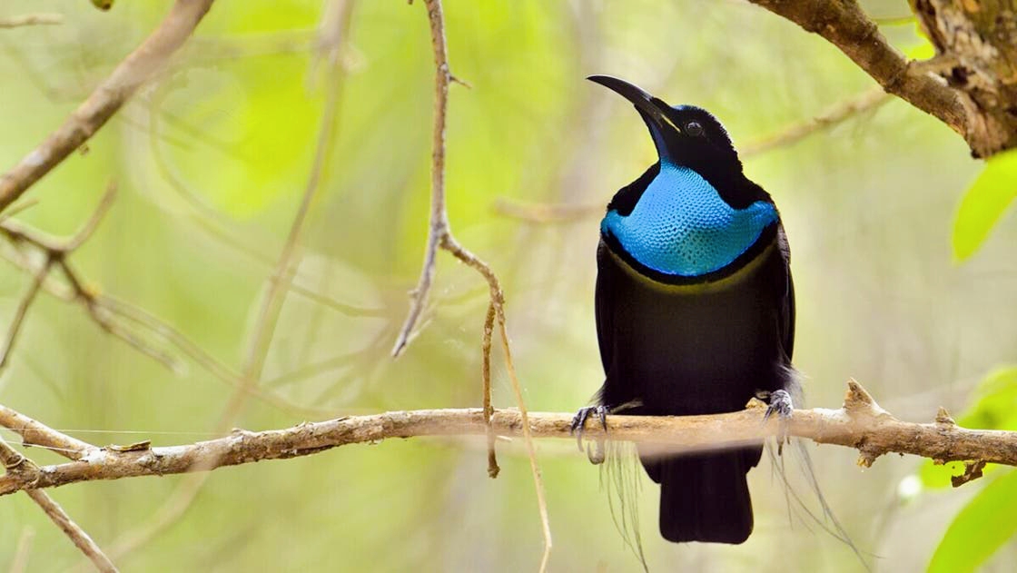 Cornell Engineers Develop Ultra-Black Fabric Inspired by Bird of Paradise