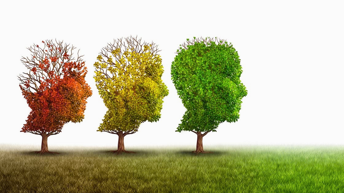 Understanding the Four Key Stages of Brain Development