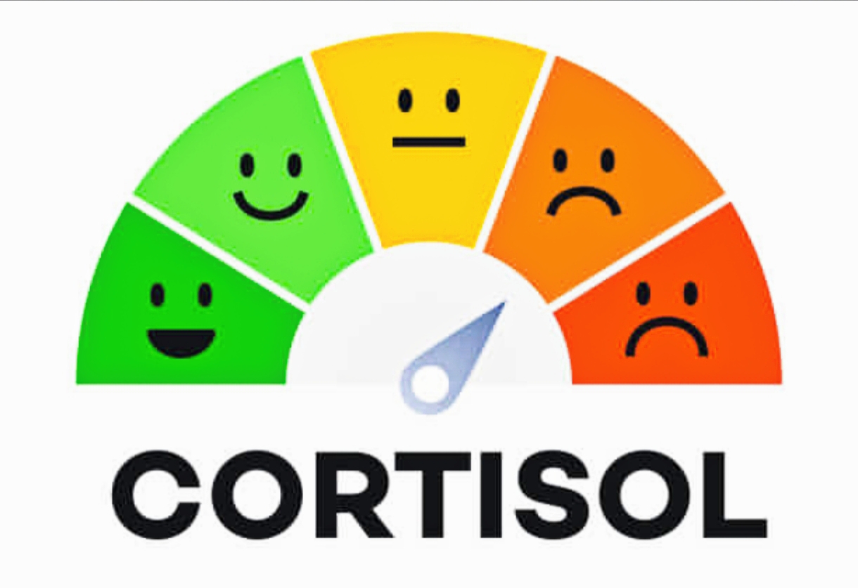 Cortisol: Understanding the 'Stress Hormone' Amid Online Trends