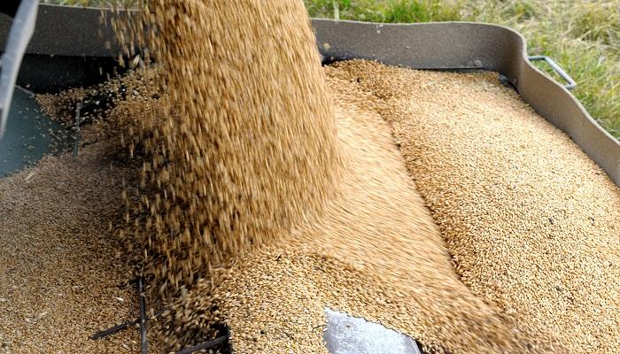 Los precios del trigo europeo se estabilizan en su nivel más alto en dos semanas