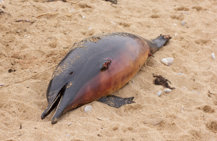 Delfines muertos en Florida revelan anomalías cerebrales que advierten a los humanos sobre un peligro ambiental creciente