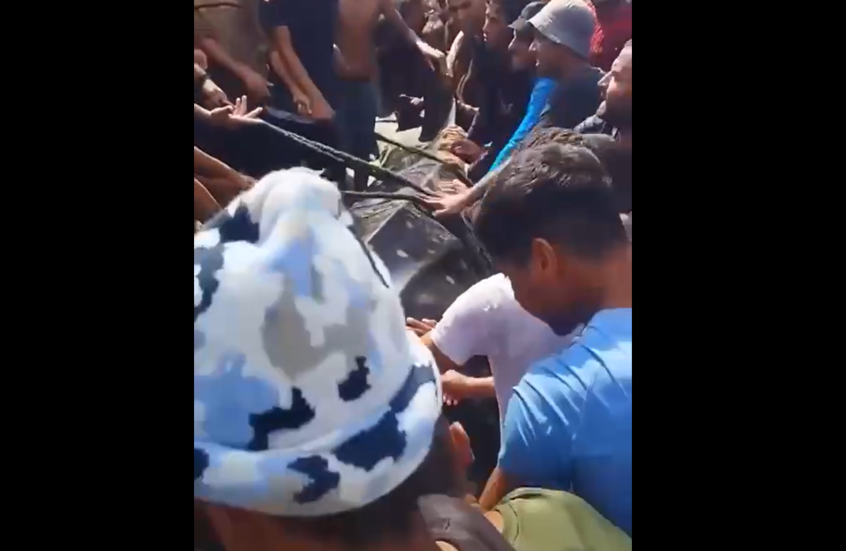 Les pêcheurs de Gaza attrapent un requin-baleine après l'avoir repéré au large des côtes de la région