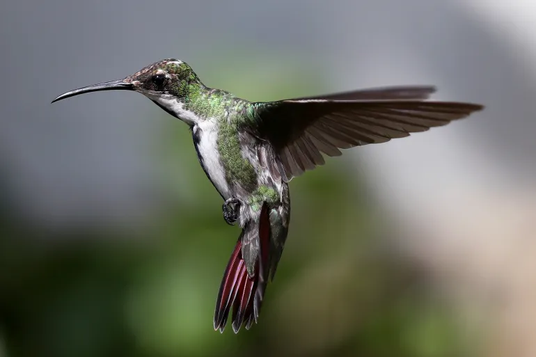 Más de la mitad de las especies de aves en el mundo están en declive debido a la deforestación