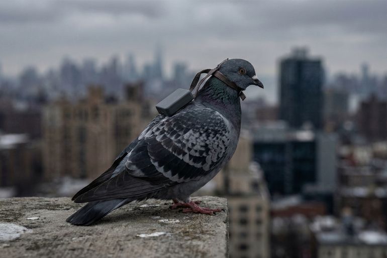 Russian Startup Unveils Controversial Remote-Controlled Pigeon Technology