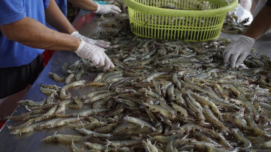 Indonesia Incinerates 7.5 Tons of Radioactive Shrimp Amid Safety Concerns