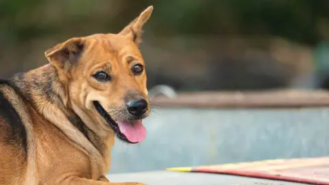 What is the story of the blue dogs in Chernobyl? Fact or optical illusion?