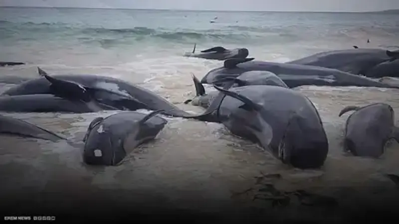 En raison du séisme dévastateur en Russie, des baleines échouées sur les côtes du Japon