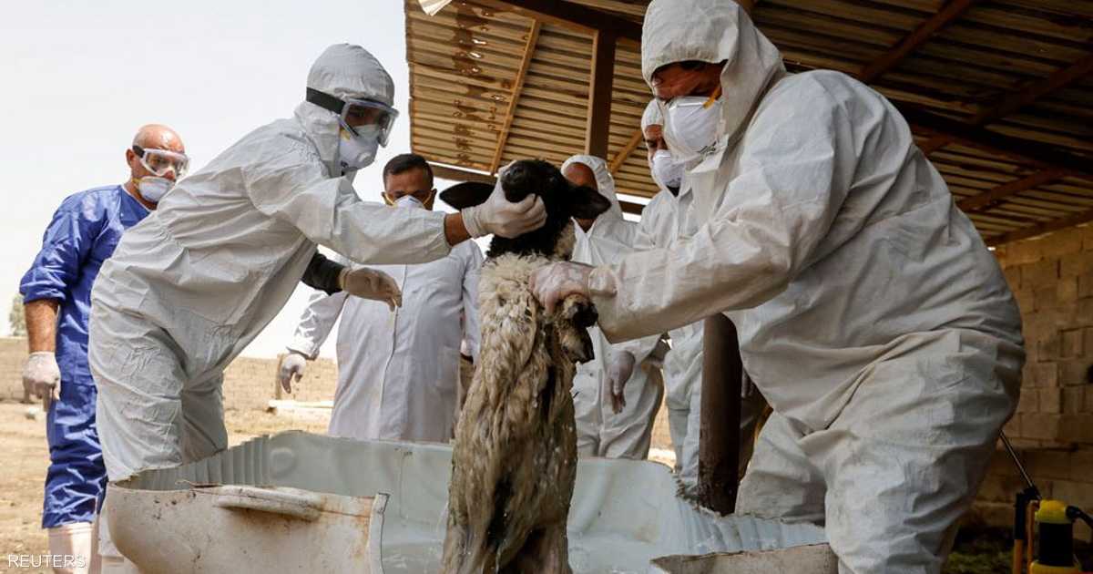 Fiebre hemorrágica en Irak: 42 muertes desde principios de 2025 y advertencias de salud estrictas