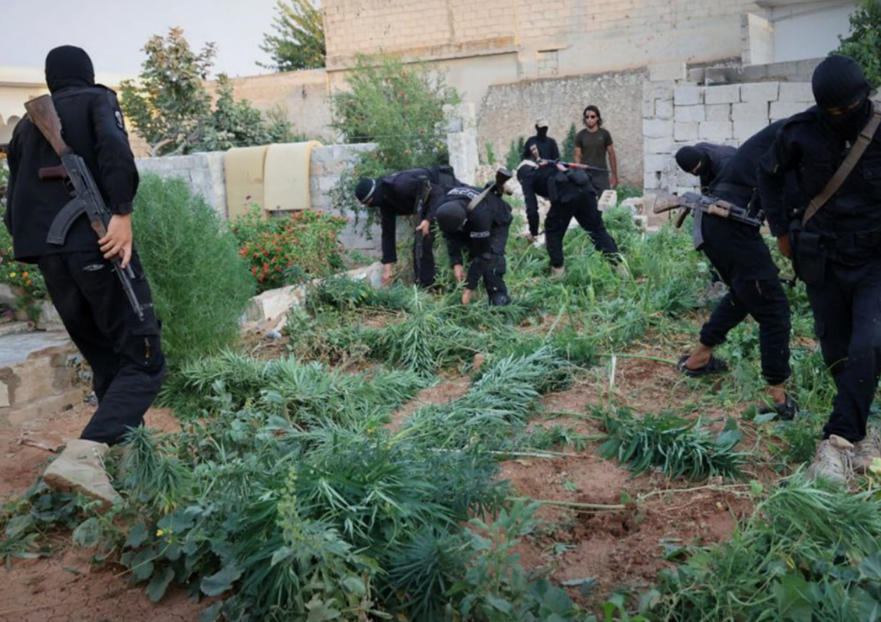 Drug Control seizes a hashish farm in Al-Safira, east of Aleppo
