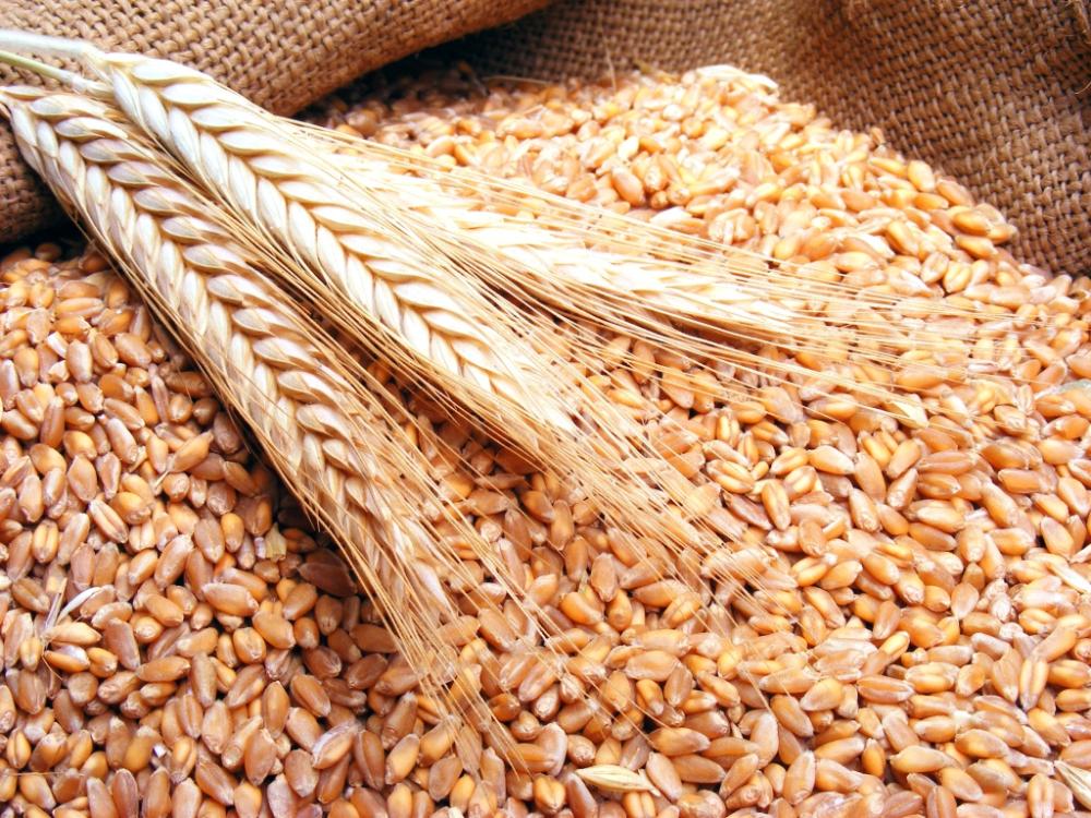 The General Organization for Grain: We operate according to a dual strategy to secure wheat and ensure food security in Syria