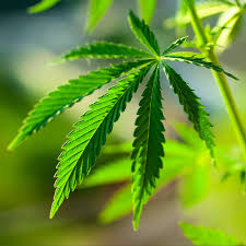 Deutschland stimmt der Gründung von 293 Hanfvereinen ein Jahr nach der Legalisierung zu